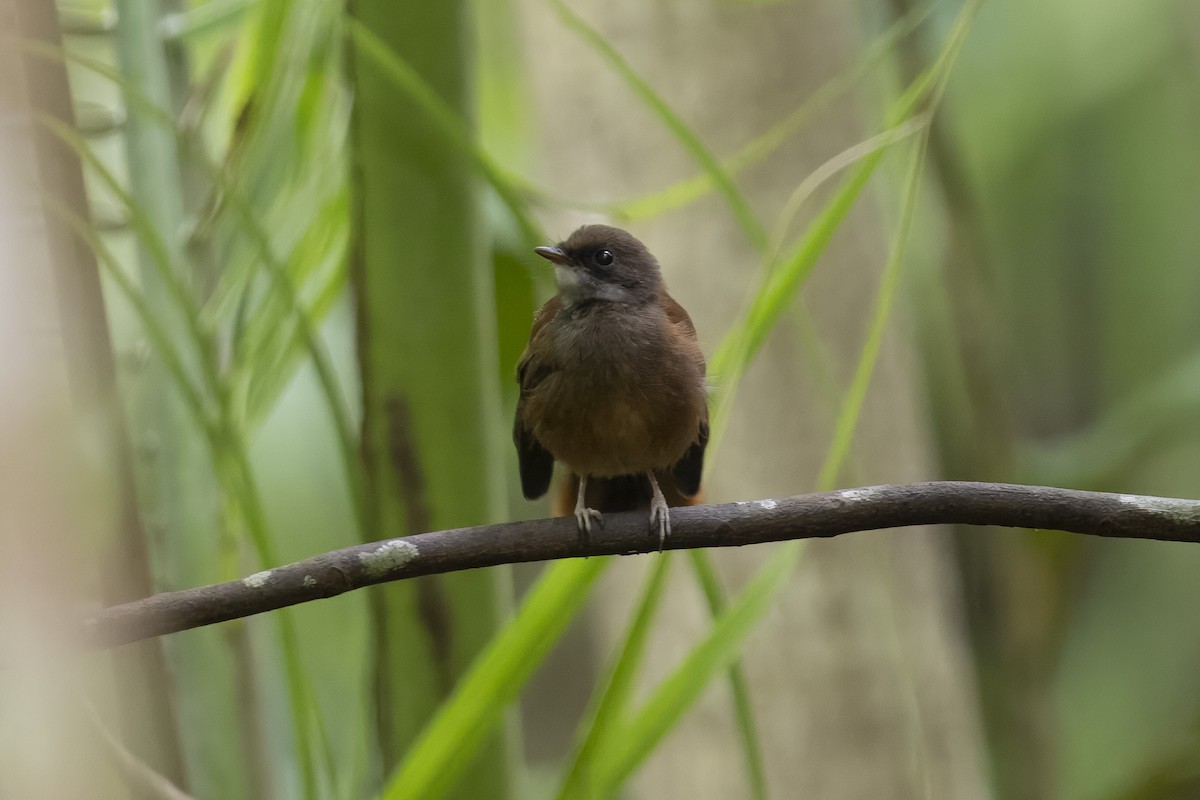 Palau Fantail - ML632374714