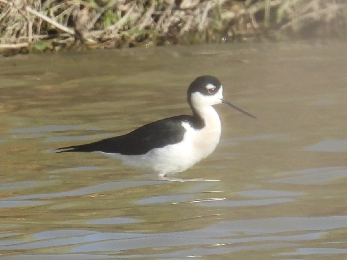 Black-necked Stilt - ML632374774