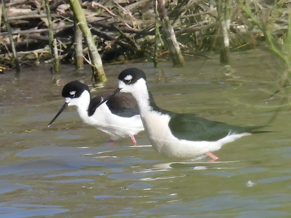 Black-necked Stilt - ML632374777