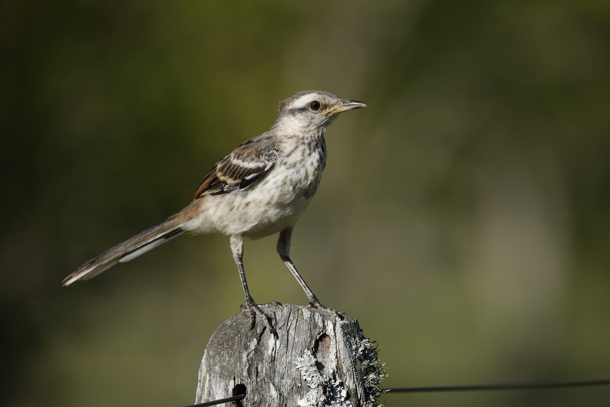 Chalk-browed Mockingbird - ML632374793