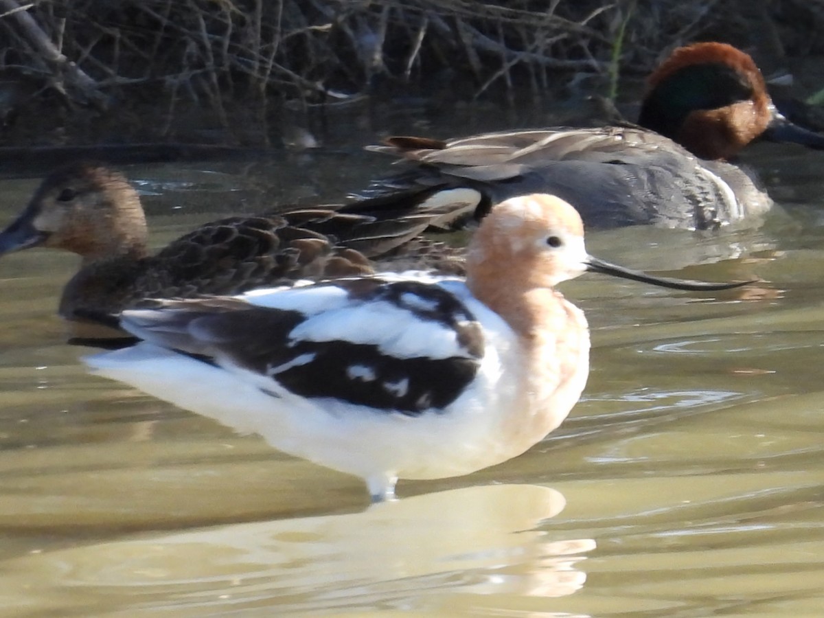 American Avocet - ML632374817