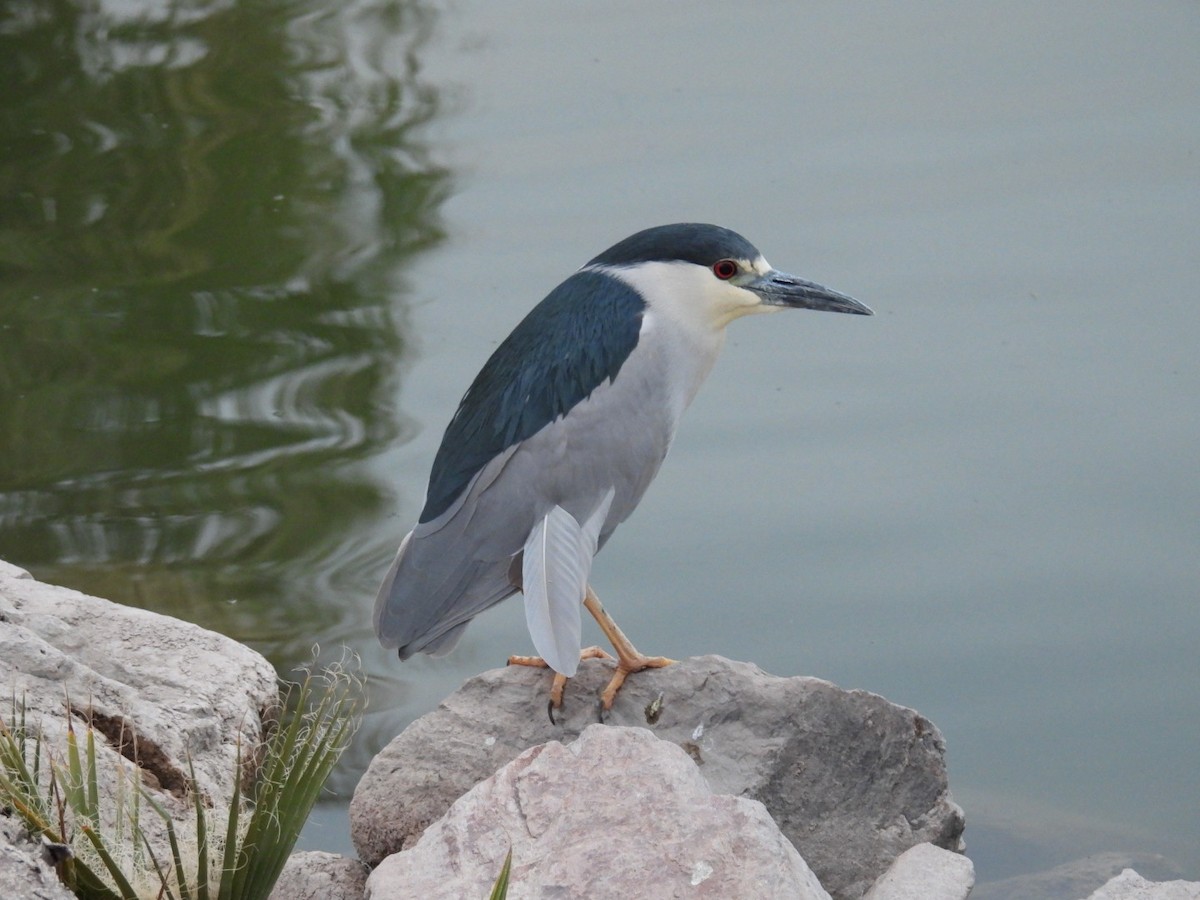 Black-crowned Night Heron - ML632374849