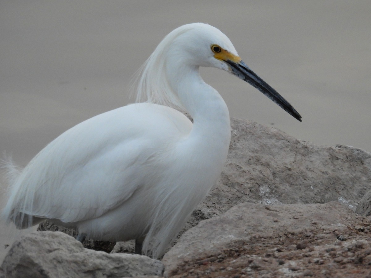 Snowy Egret - ML632374870