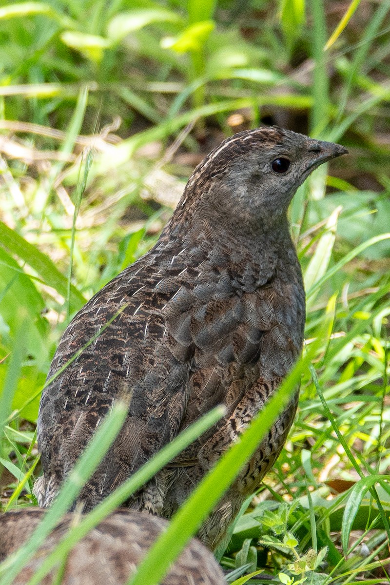 Brown Quail - ML632374882