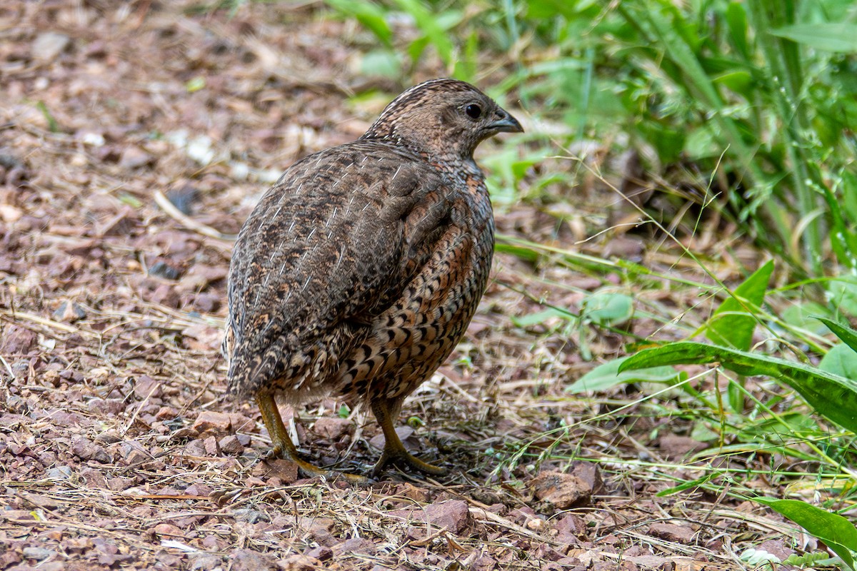 Brown Quail - ML632374886