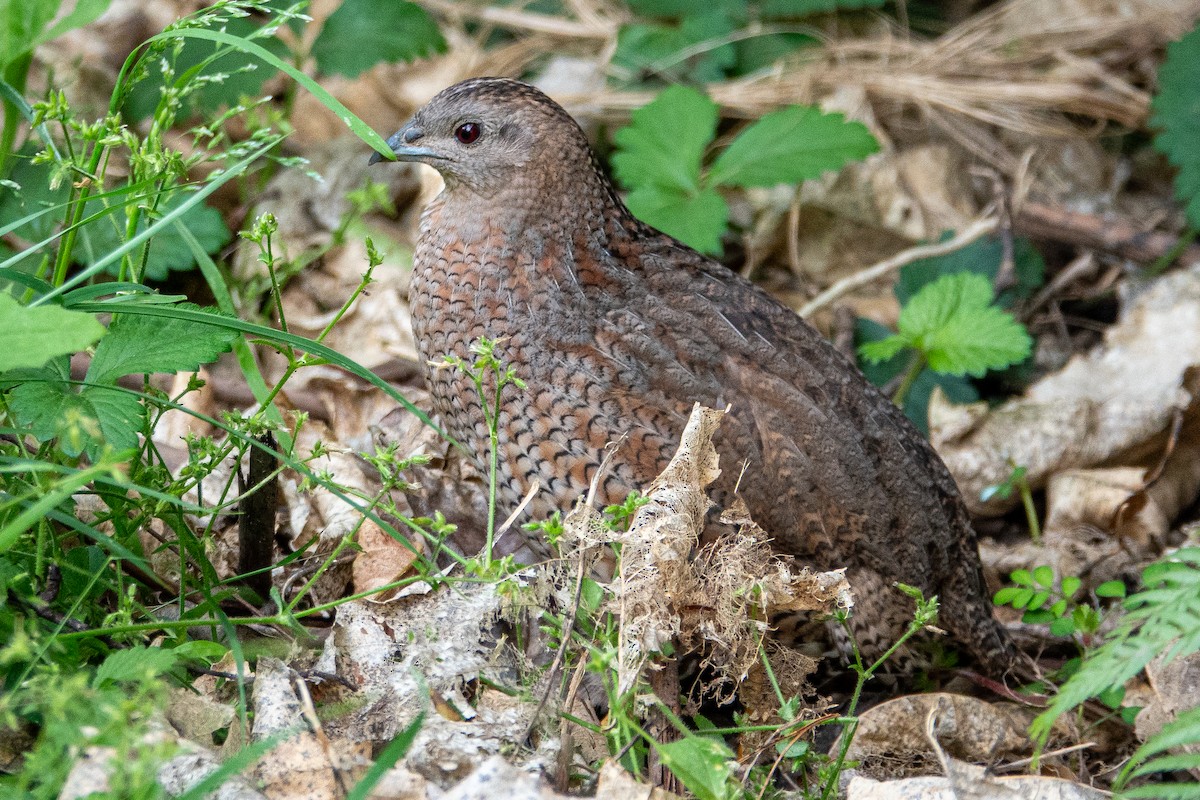 Brown Quail - ML632374887