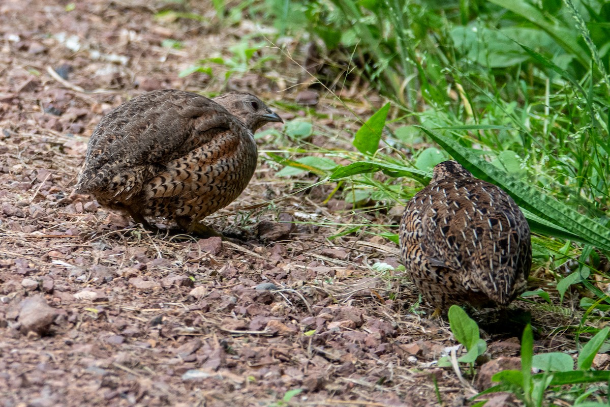 Brown Quail - ML632374888