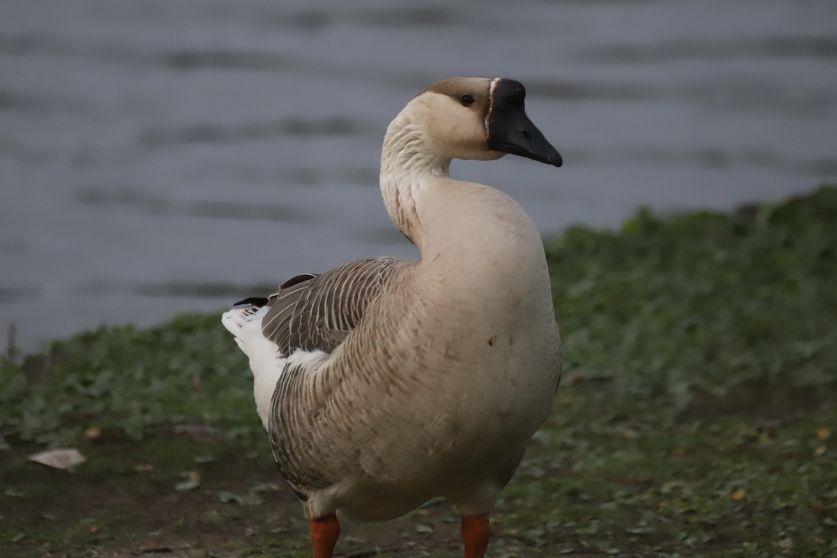 Swan Goose (Domestic type) - ML632374890