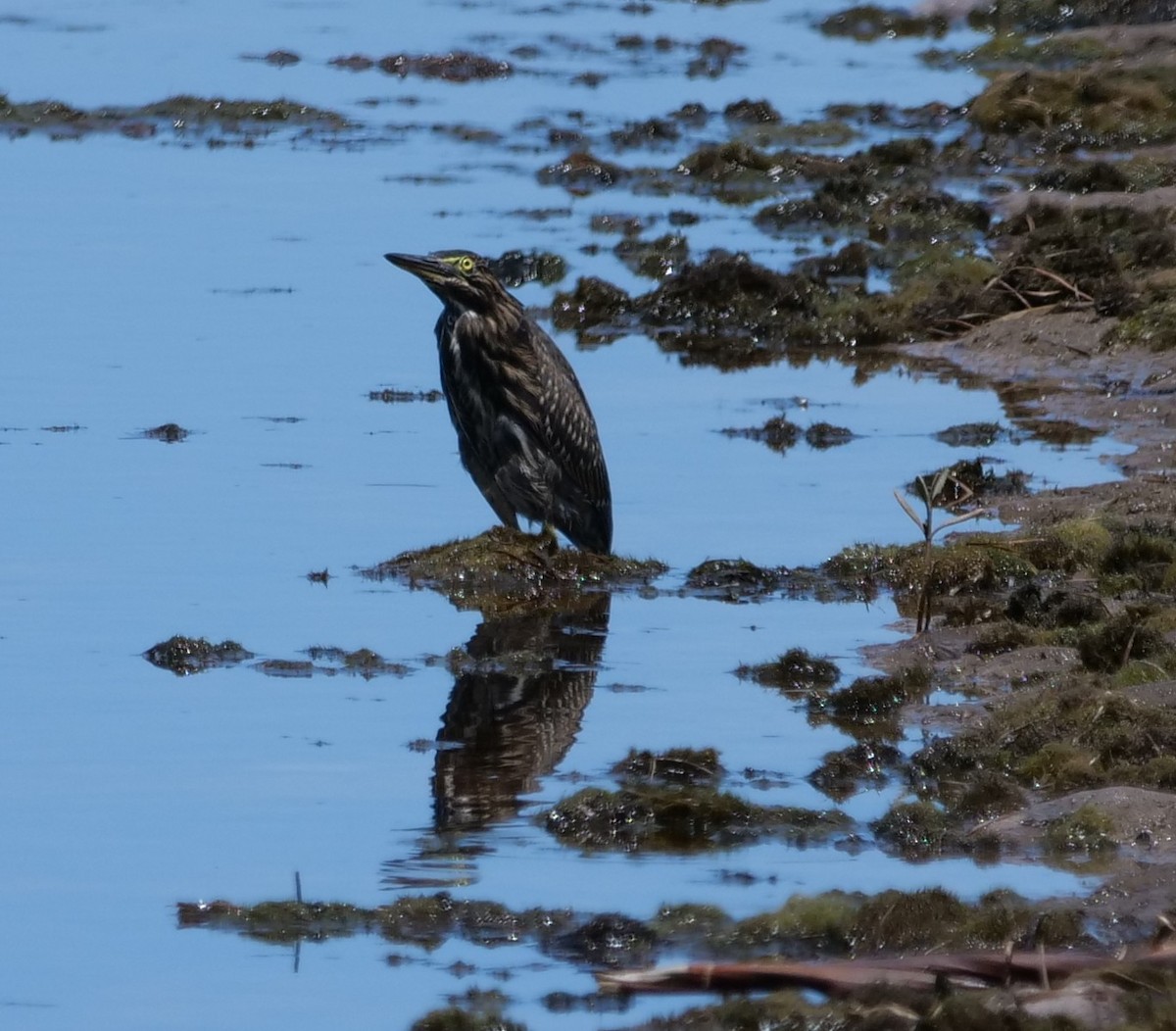 Striated Heron - ML632374894