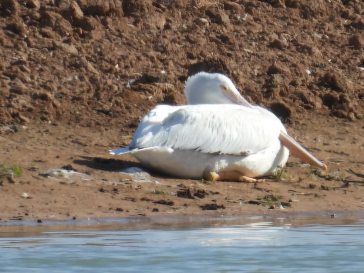 American White Pelican - ML632374895