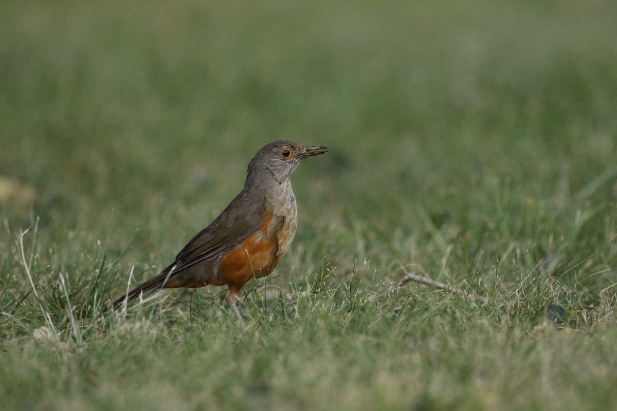 Rufous-bellied Thrush - ML632374923