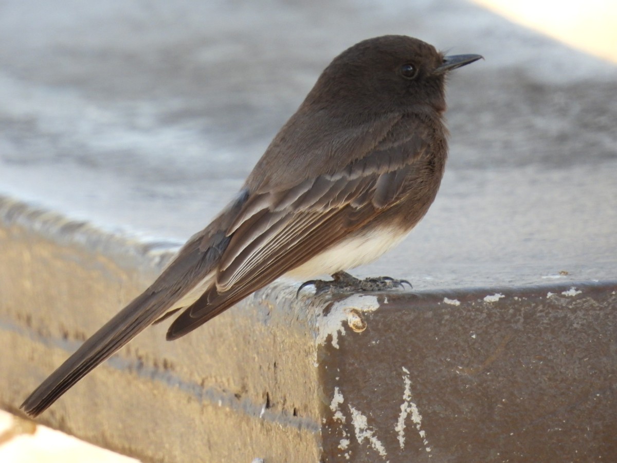 Black Phoebe - ML632374934