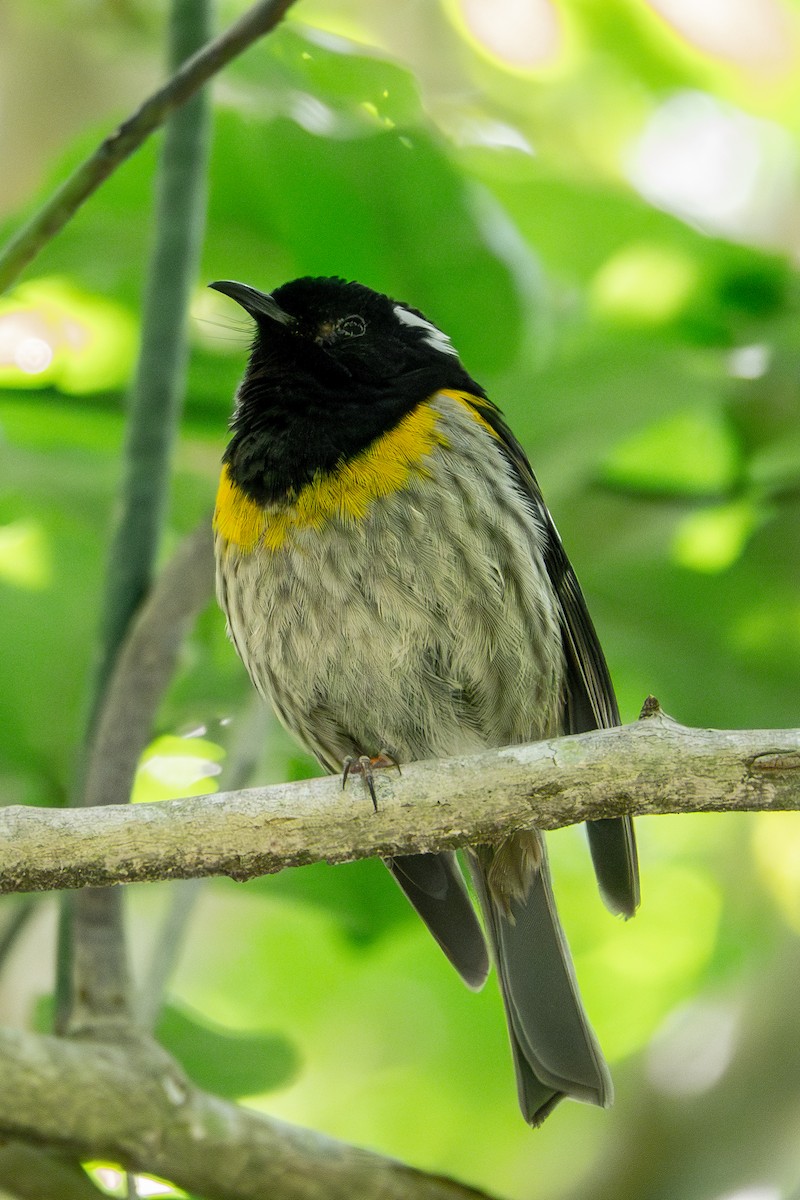 Stitchbird - ML632374946