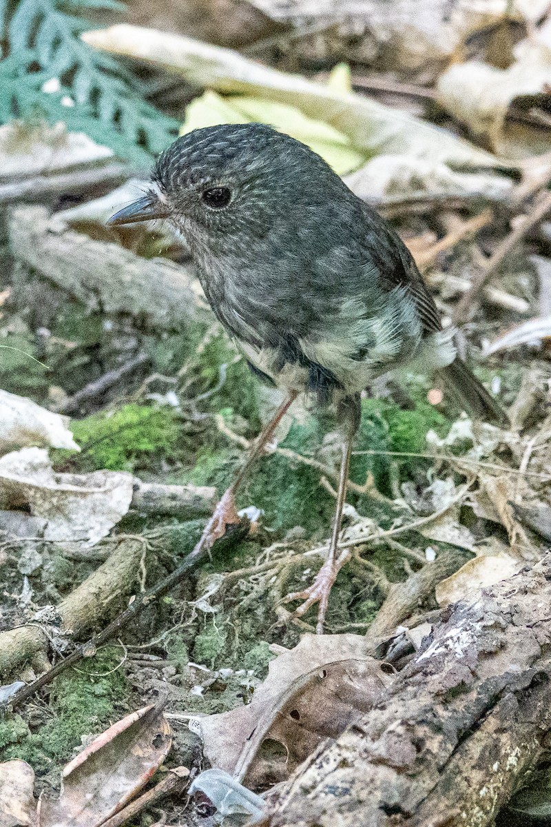 North Island Robin - ML632374948