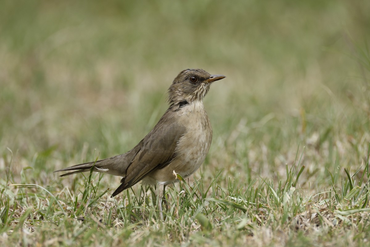 Creamy-bellied Thrush - ML632374981