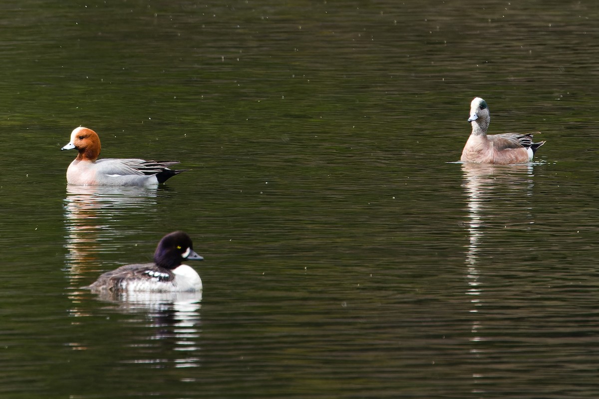 Fischione - ML632375002