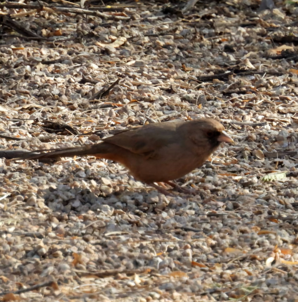 Abert's Towhee - ML632375043