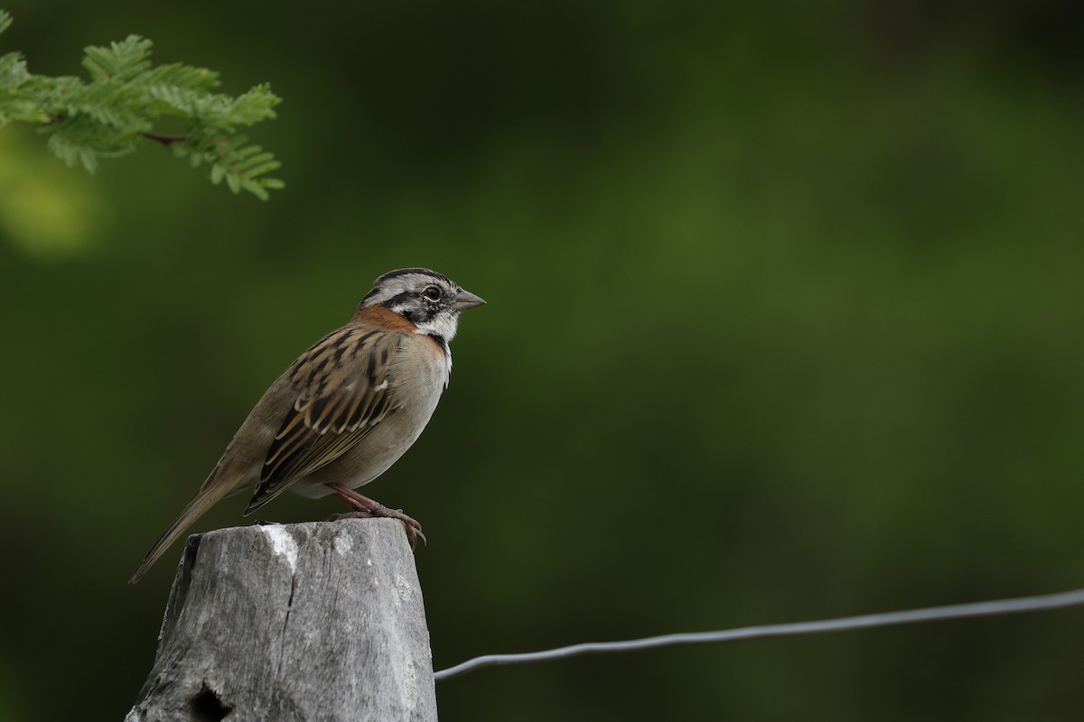 Rufous-collared Sparrow - ML632375065