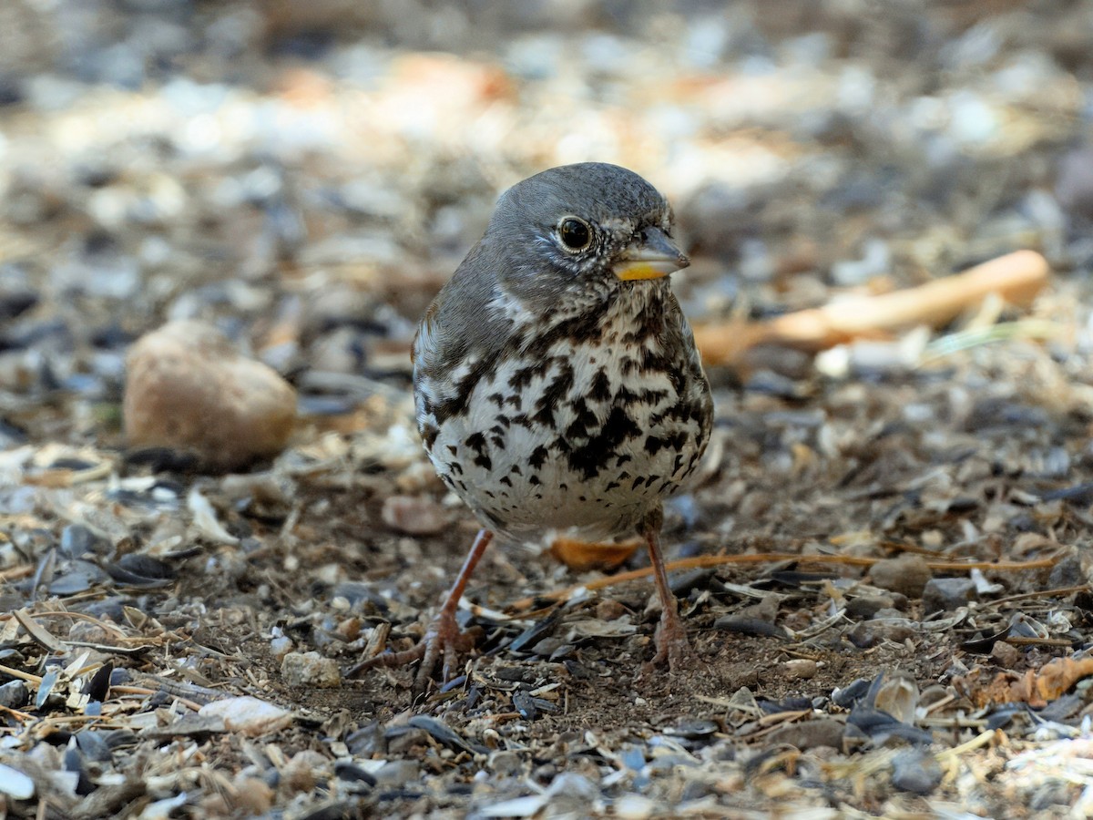 Fox Sparrow (Slate-colored) - ML632375143