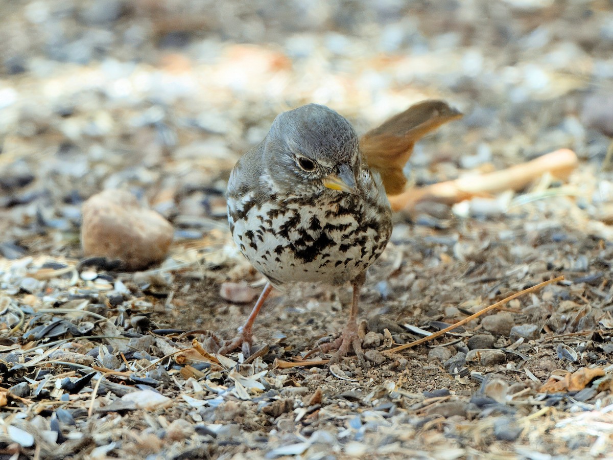 Fox Sparrow (Slate-colored) - ML632375144
