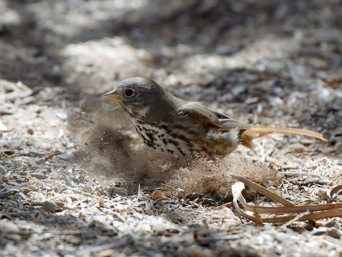 Fox Sparrow (Slate-colored) - ML632375145