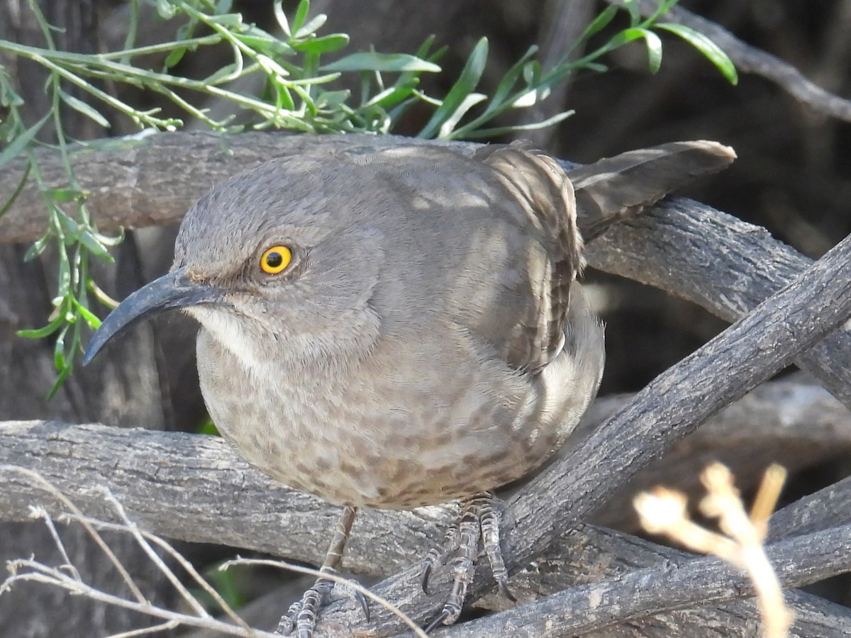 Curve-billed Thrasher - ML632375174