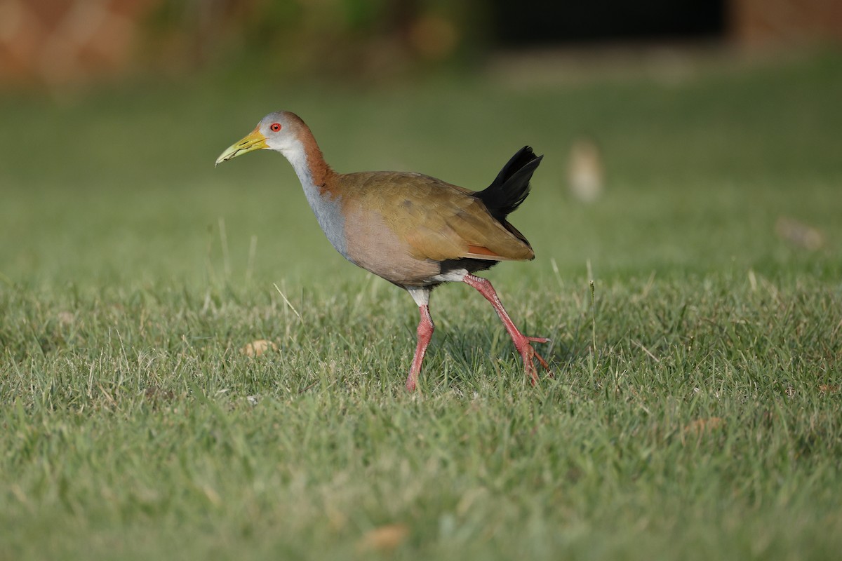 Giant Wood-Rail - ML632375296