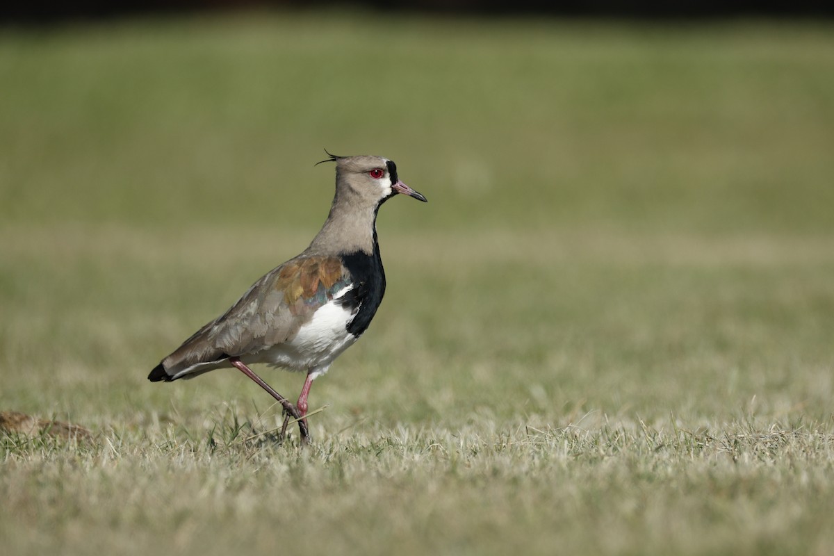 Southern Lapwing - ML632375323