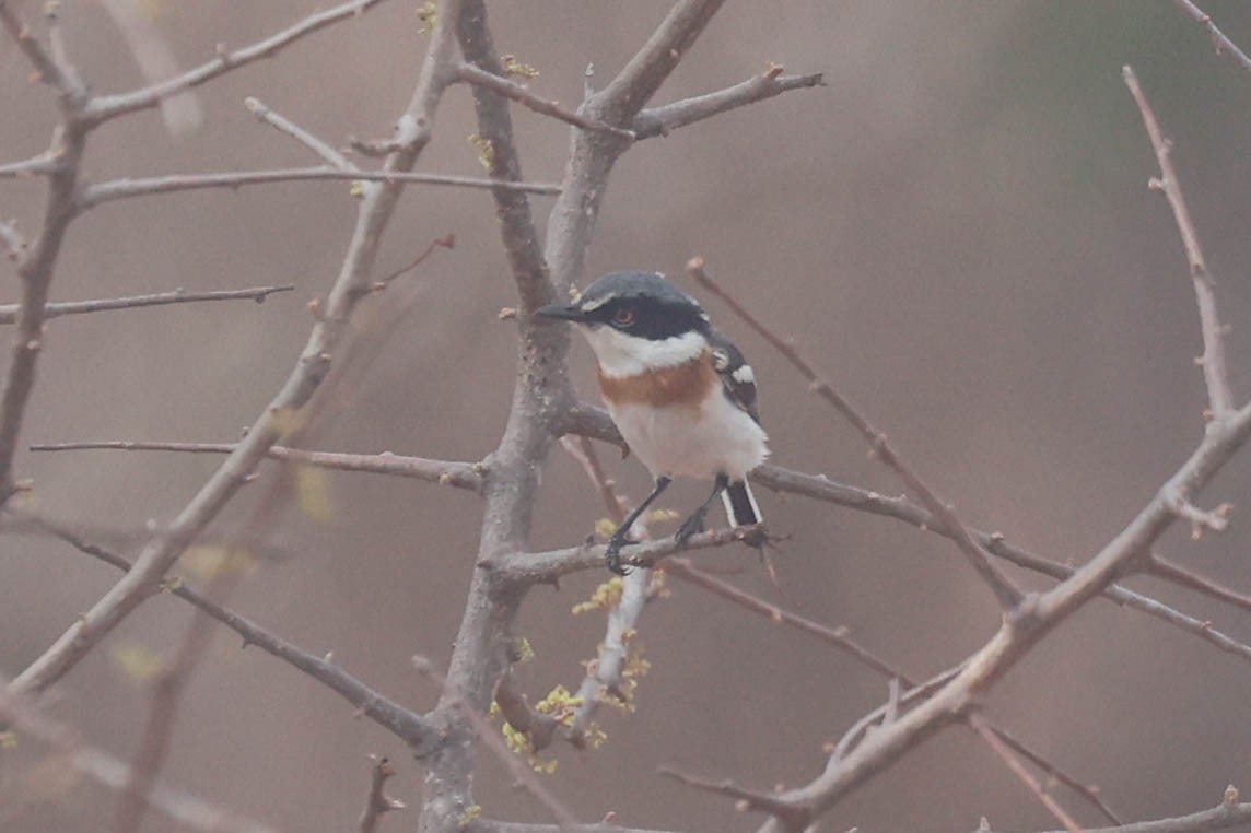 Pygmy Batis - ML632375344