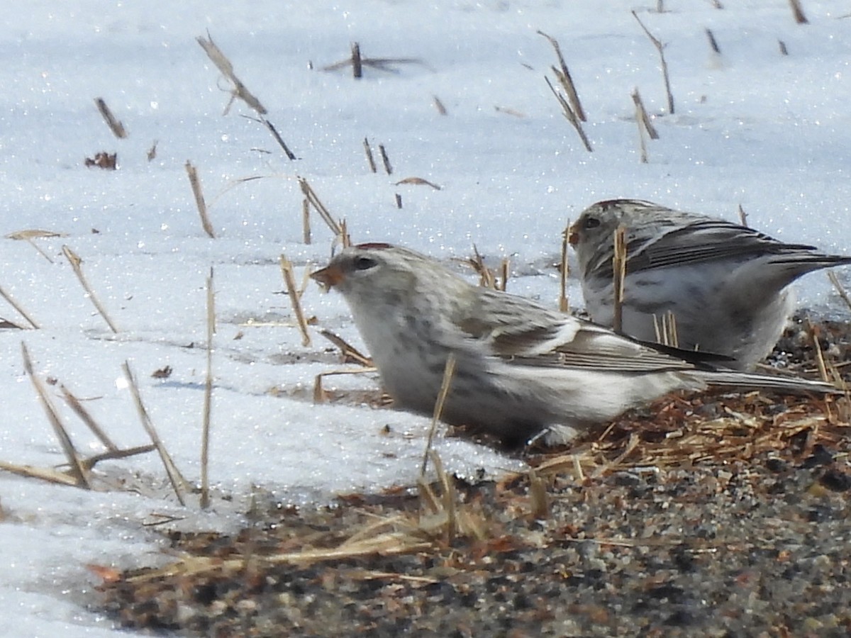 Redpoll (exilipes) - ML632375388