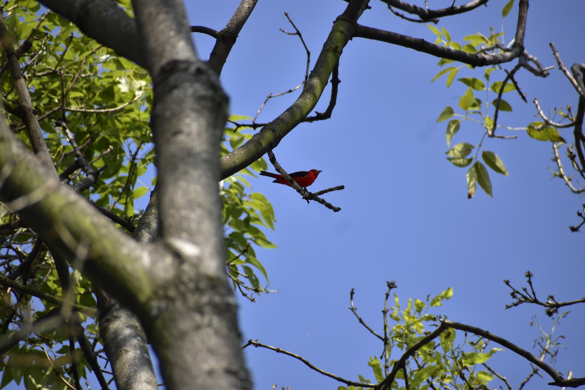 Scarlet Tanager - ML632375409