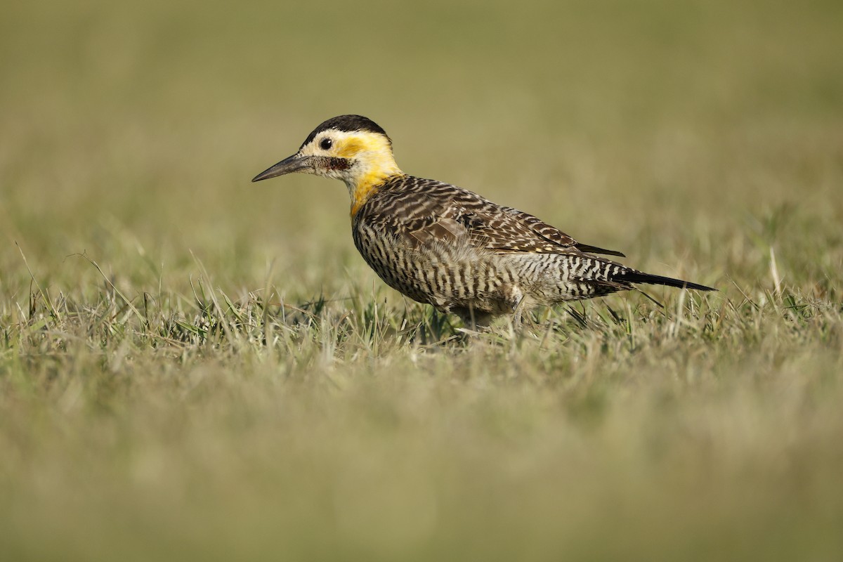 Campo Flicker - ML632375429