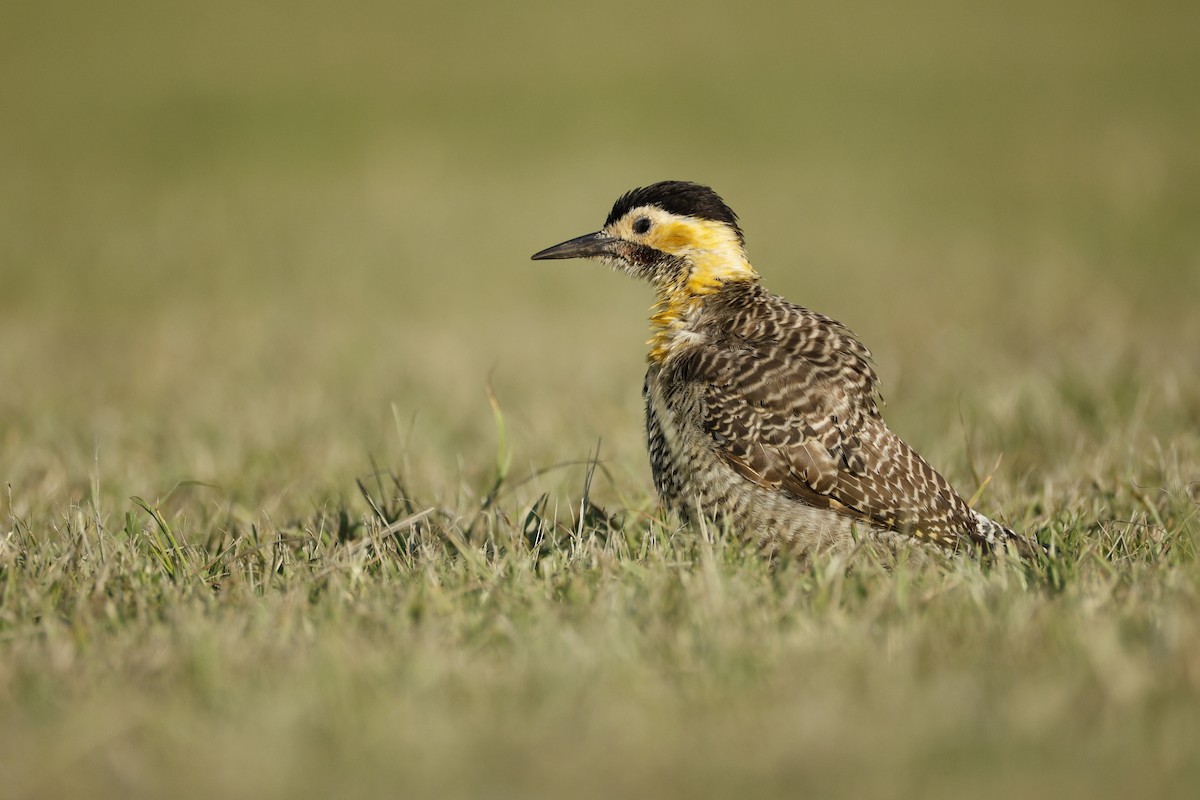 Campo Flicker - ML632375458