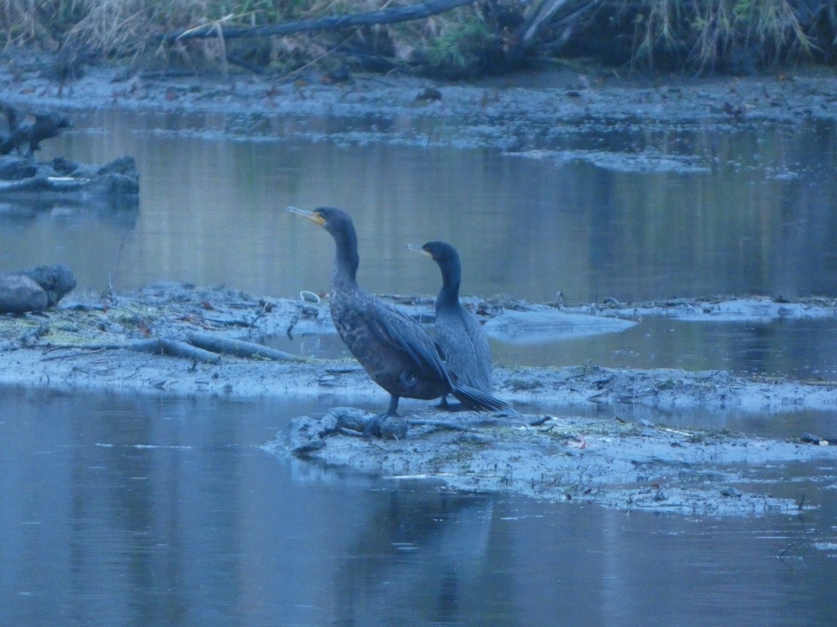 Баклан бразильський - ML632375480