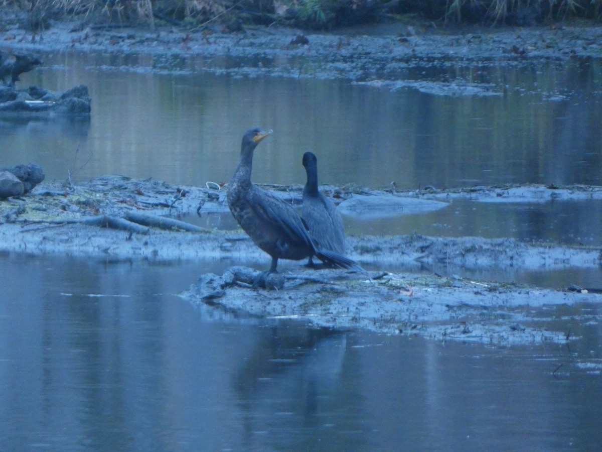 Баклан бразильський - ML632375481
