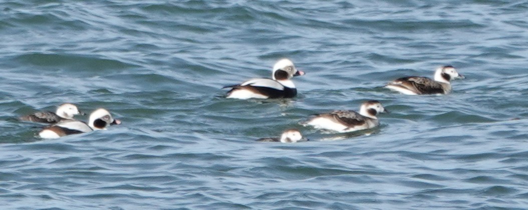 Long-tailed Duck - ML632375485