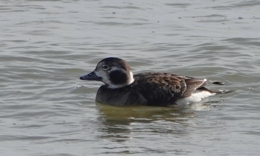 Long-tailed Duck - ML632375486