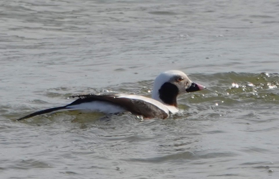 Long-tailed Duck - ML632375487