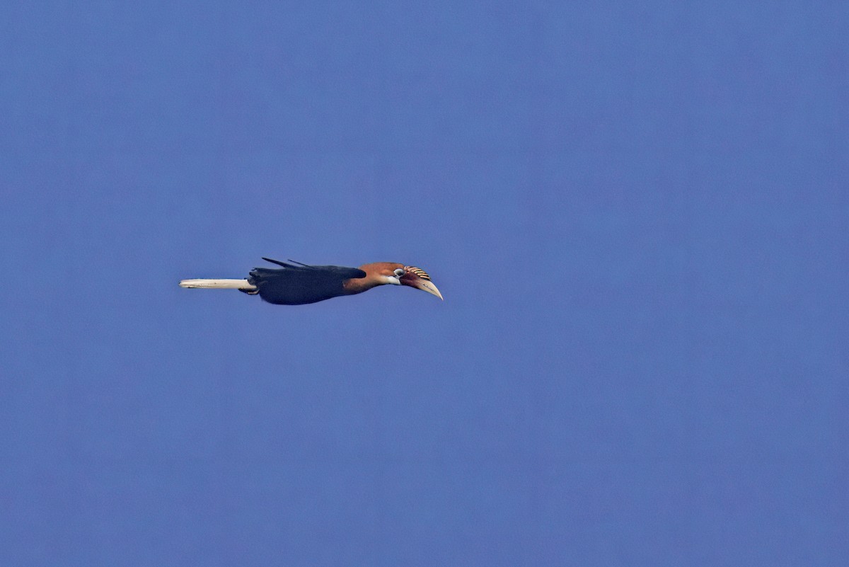 Narcondam Hornbill - ML632375496