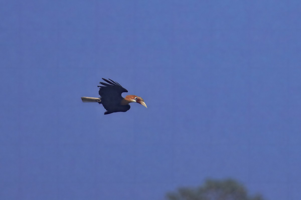Narcondam Hornbill - ML632375503