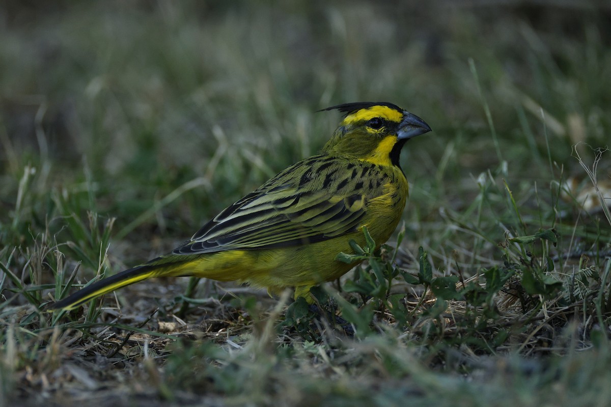 Yellow Cardinal - ML632375605