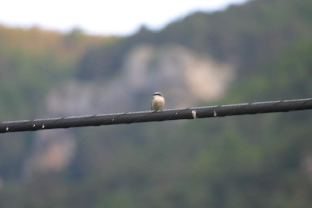 Red-backed Shrike - ML632375650
