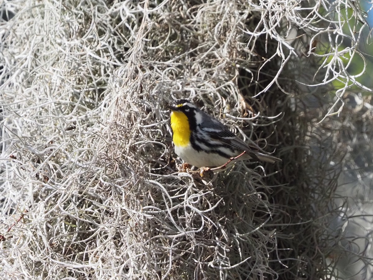 Yellow-throated Warbler - ML632375741