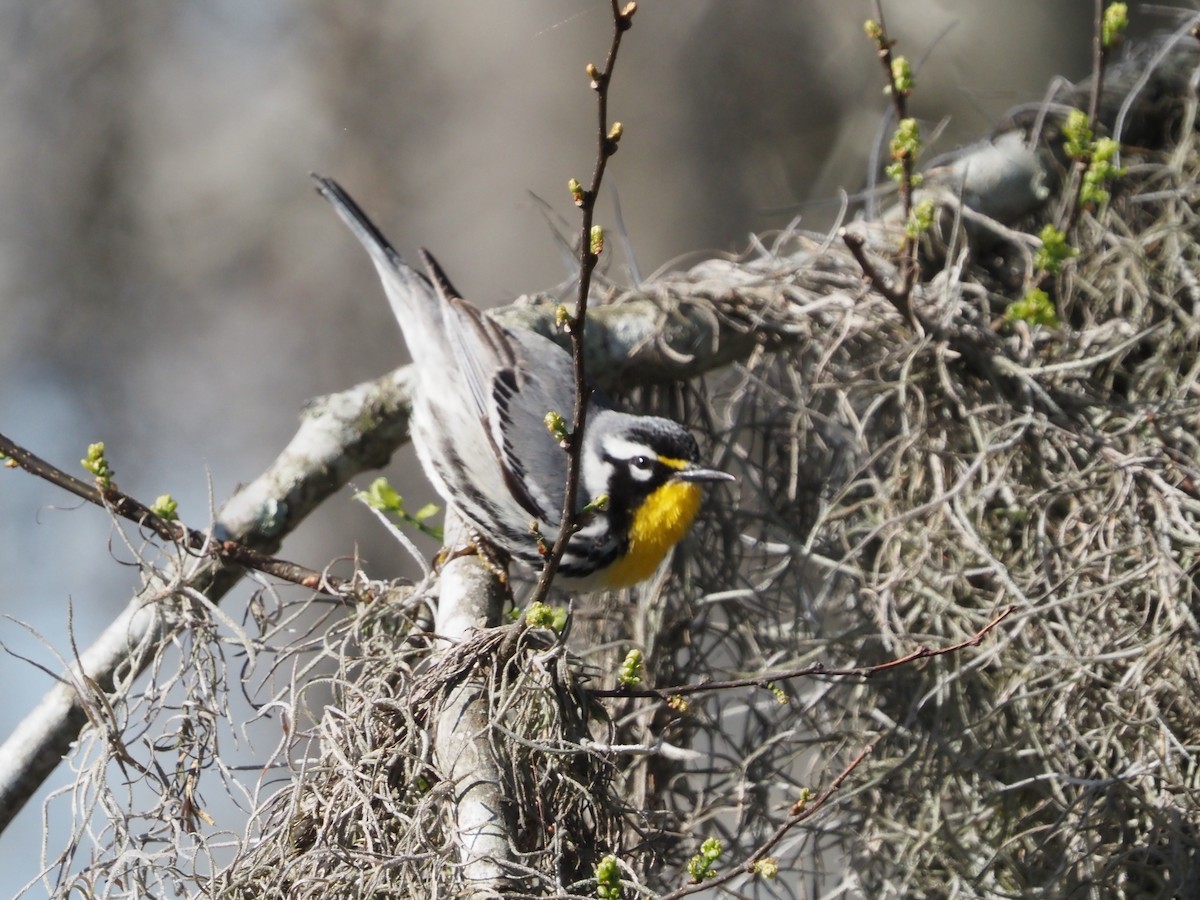Yellow-throated Warbler - ML632375742