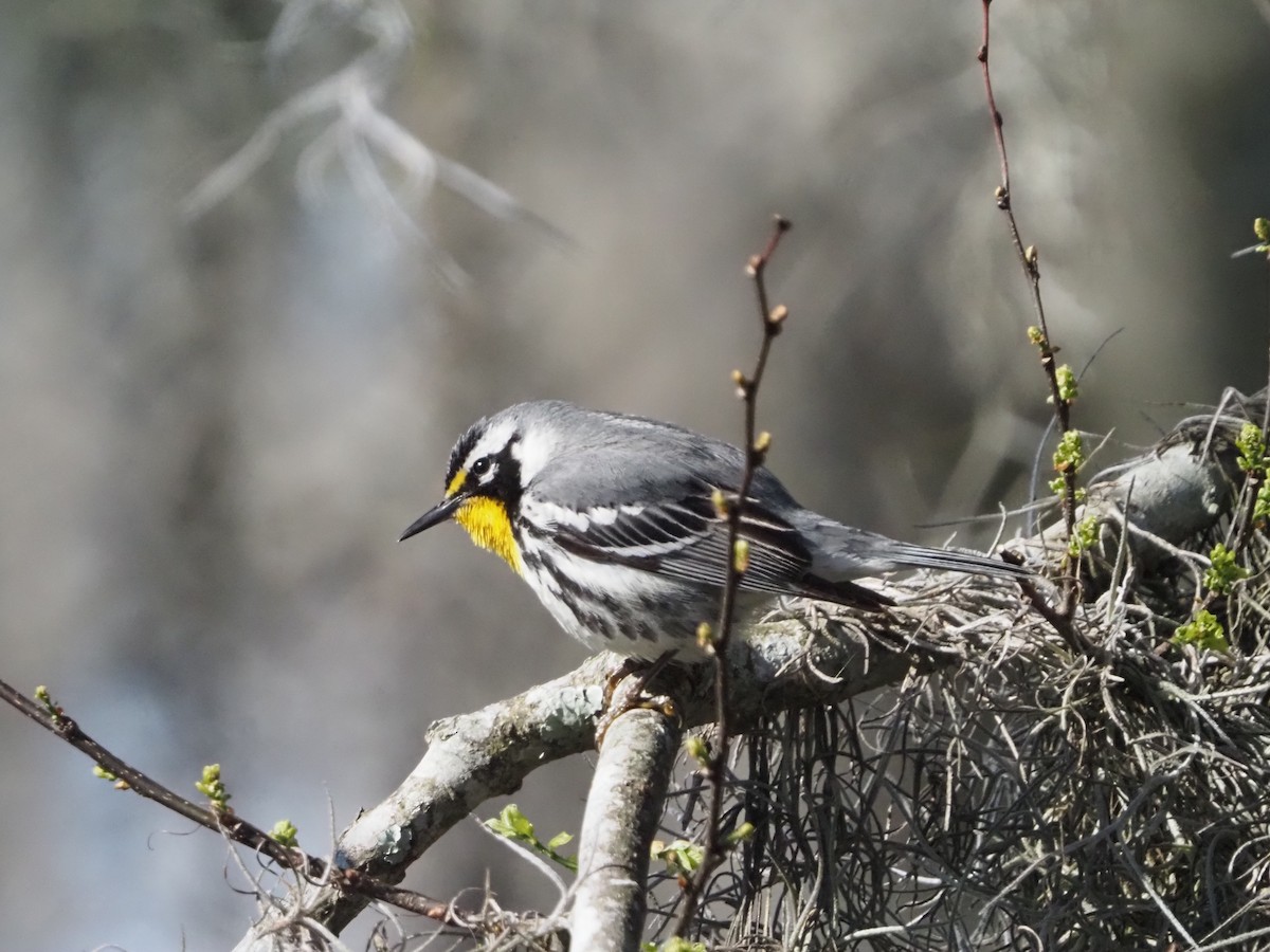 Yellow-throated Warbler - ML632375743