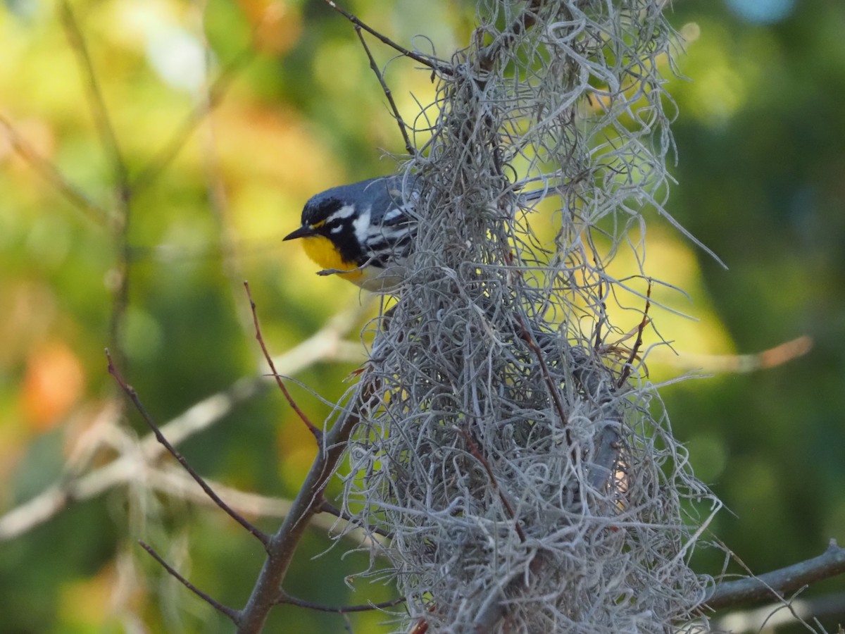 Yellow-throated Warbler - ML632375744