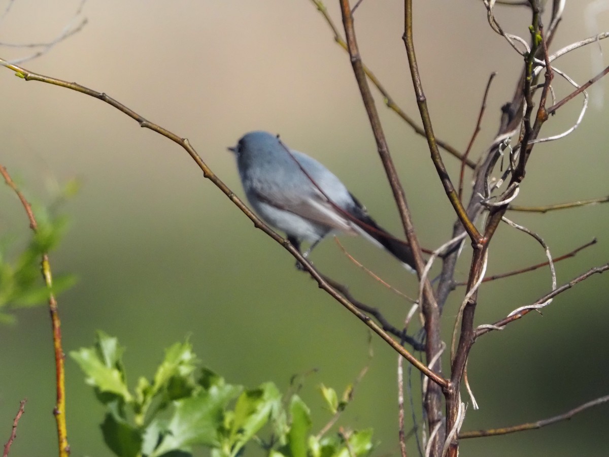 Blue-gray Gnatcatcher - ML632375832