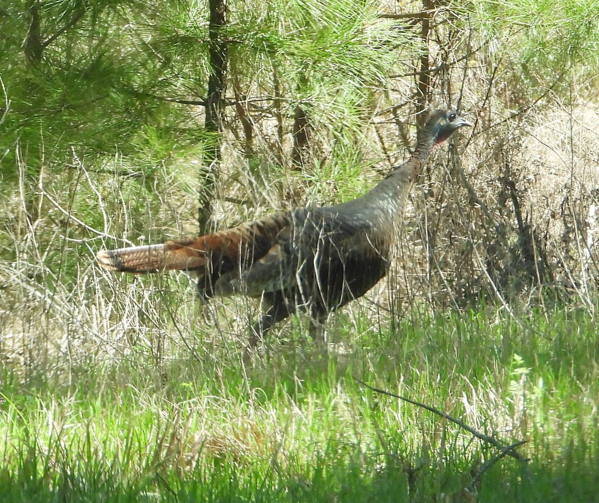Wild Turkey - ML632375854