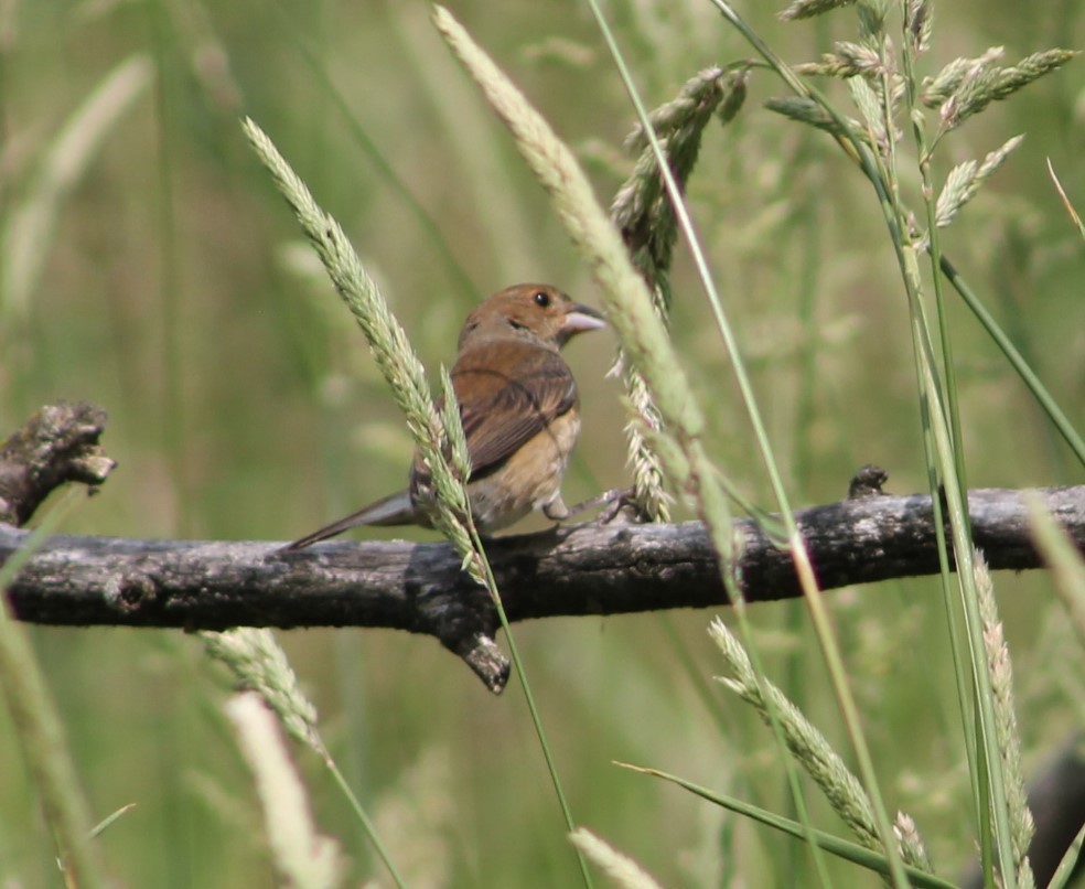Indigo Bunting - ML632376080