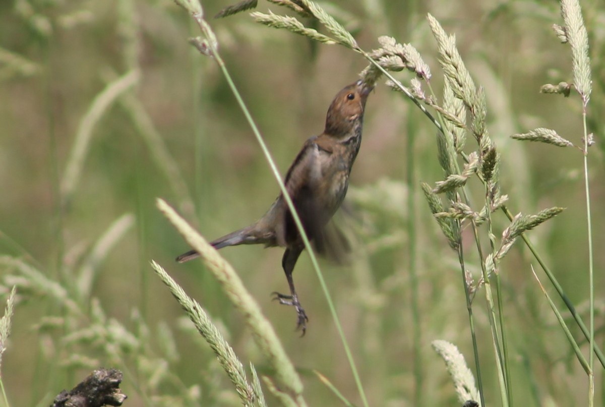 Indigo Bunting - ML632376082